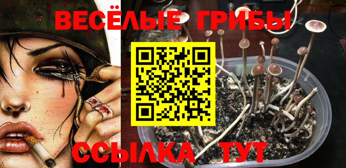 Псилоцибиновые грибы Cubensis Тольятти